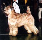 WHEATENGALE BRUNGILDA